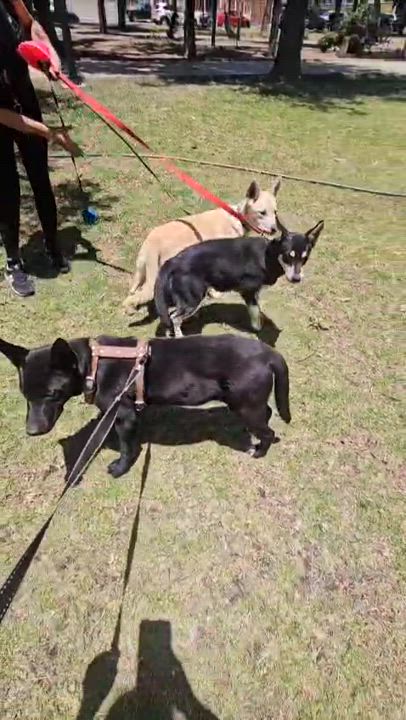 Enlarge Gracie, a Adoptable mixed breed in San Diego, CA video 3/4