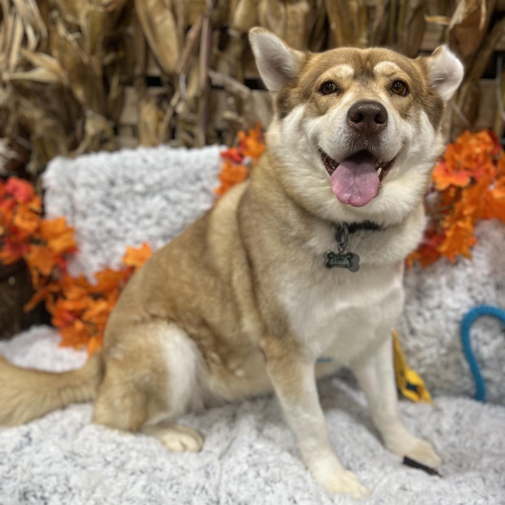 Enlarge Babe, a Adoptable Husky in Chesapeake, VA image 1/5