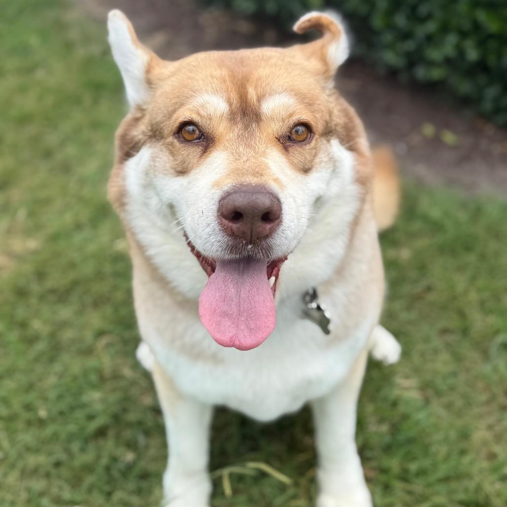 Enlarge Babe, a Adoptable Husky in Chesapeake, VA image 3/5