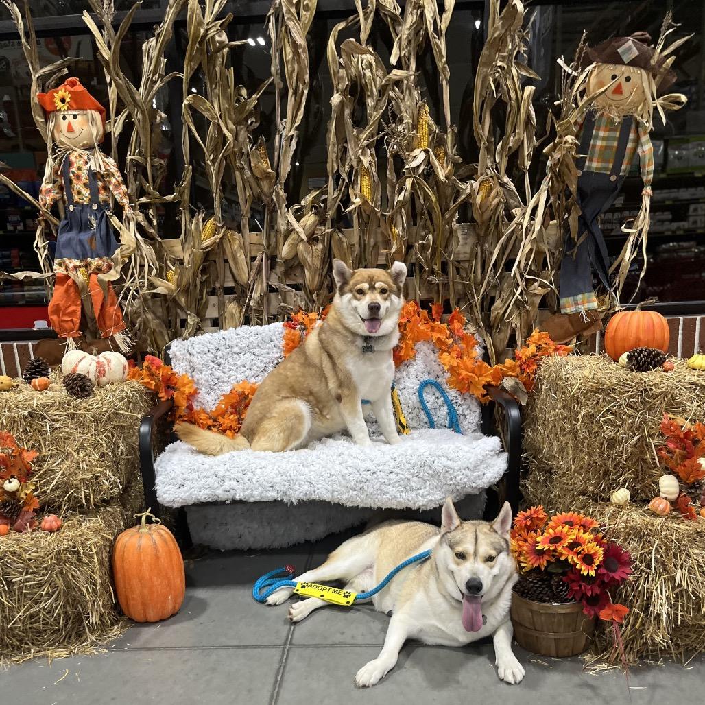 Enlarge Babe, a Adoptable Husky in Chesapeake, VA image 5/5
