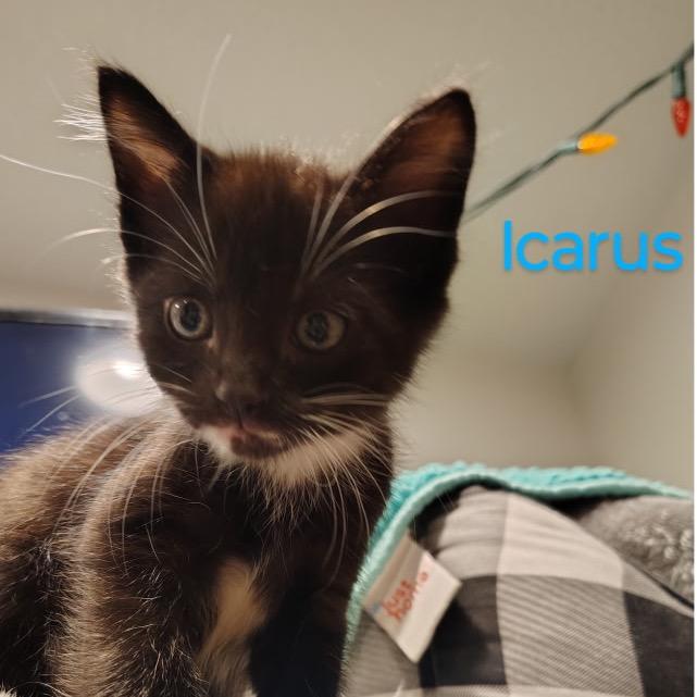 Enlarge Icarus, a Adoptable Domestic Short Hair in Spokane, WA image 1/1