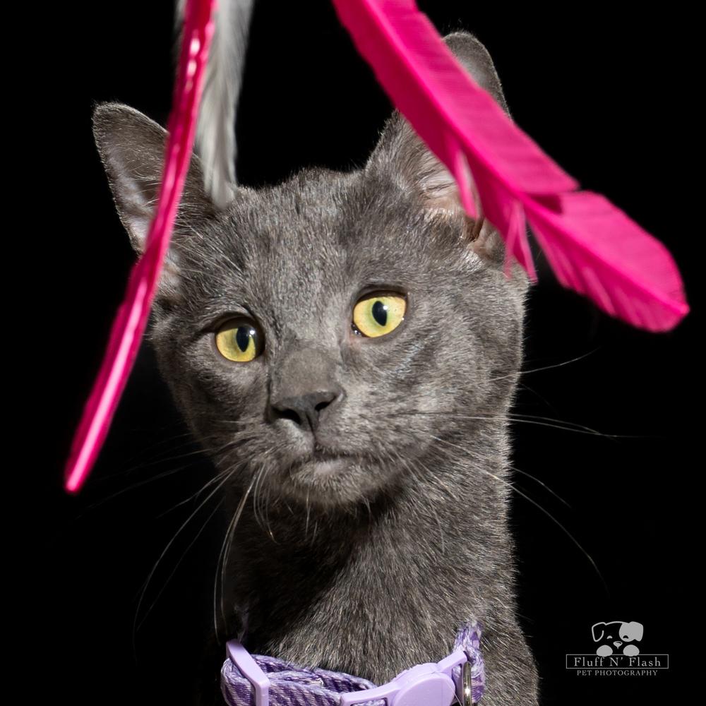 Midnight, Adoptable, Kitten Male Tabby.