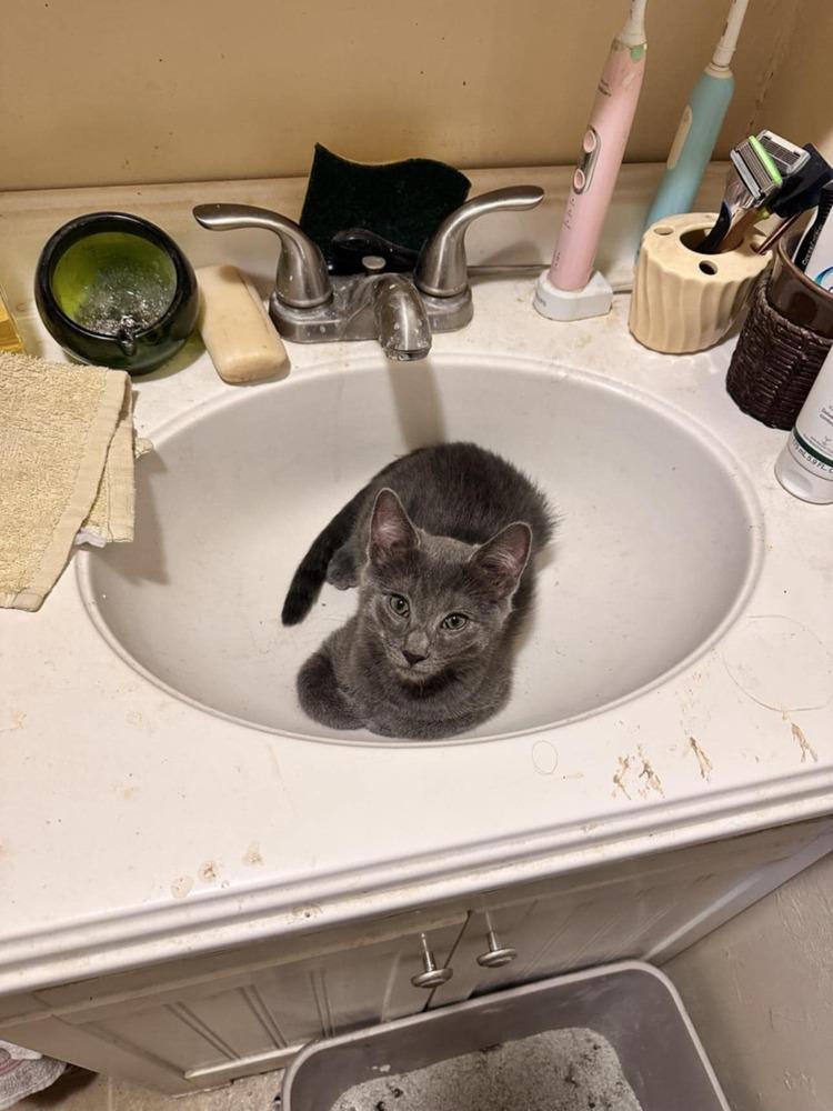 Midnight, Adoptable, Kitten Male Tabby.