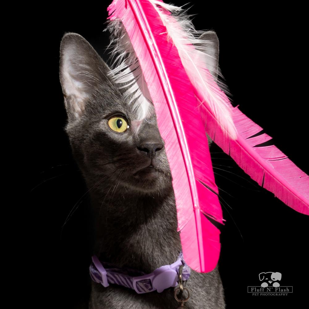 Enlarge Midnight, a Adoptable Tabby in Calimesa, CA image 3/4