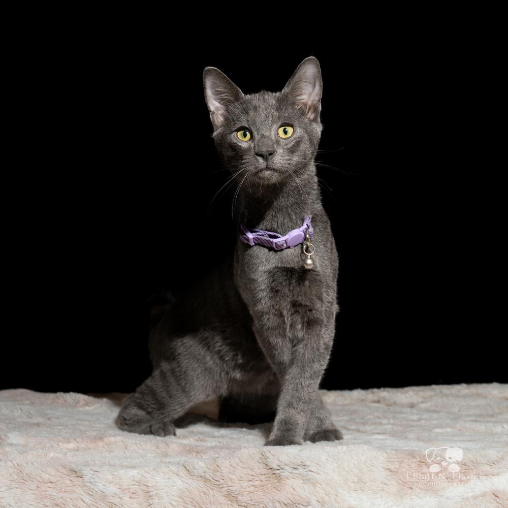 Enlarge Midnight, a Adoptable Tabby in Calimesa, CA image 4/4