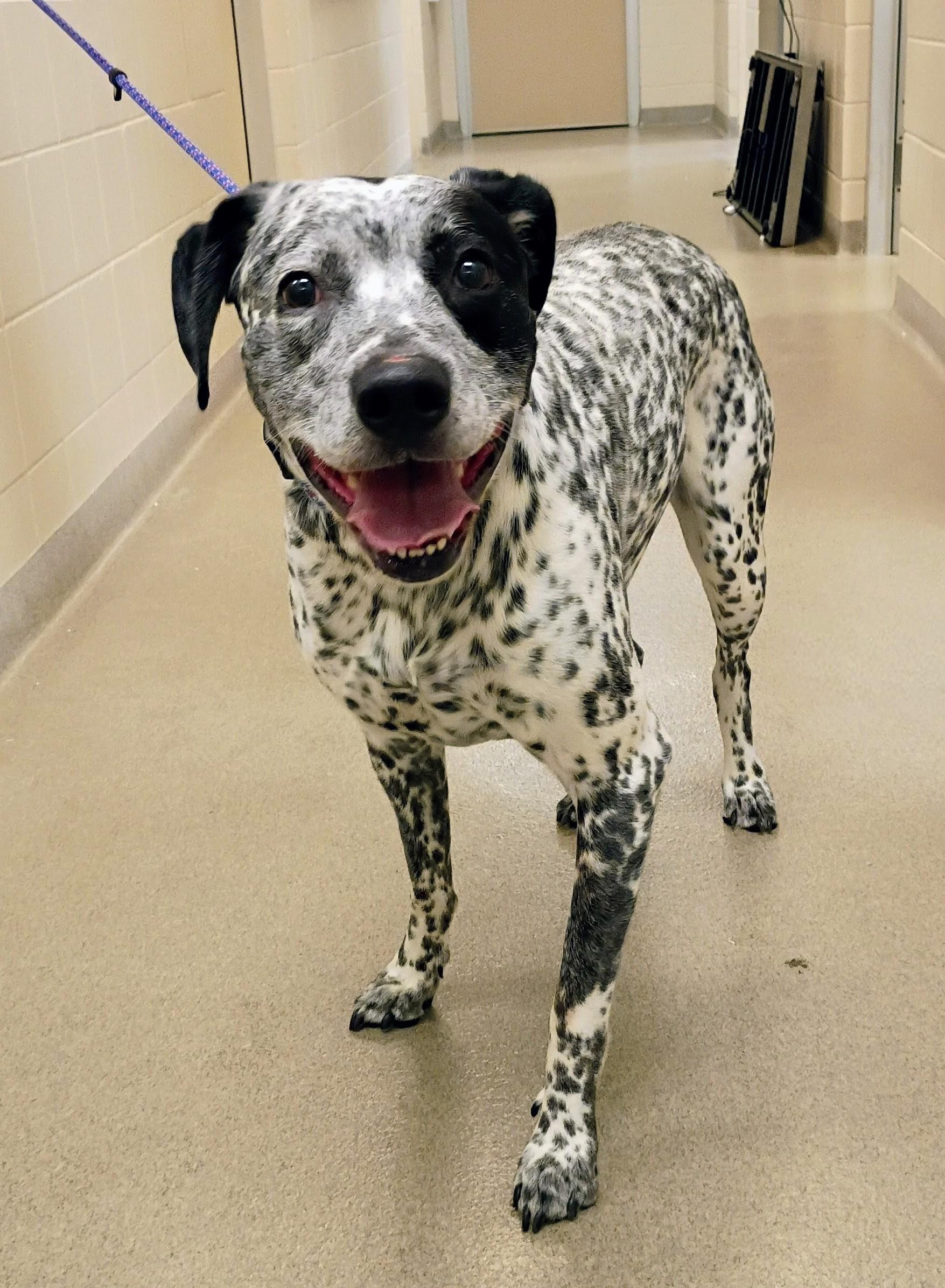 Rowdy, Adoptable, Adult Male German Shorthaired Pointer & Australian Cattle Dog / Blue Heeler.
