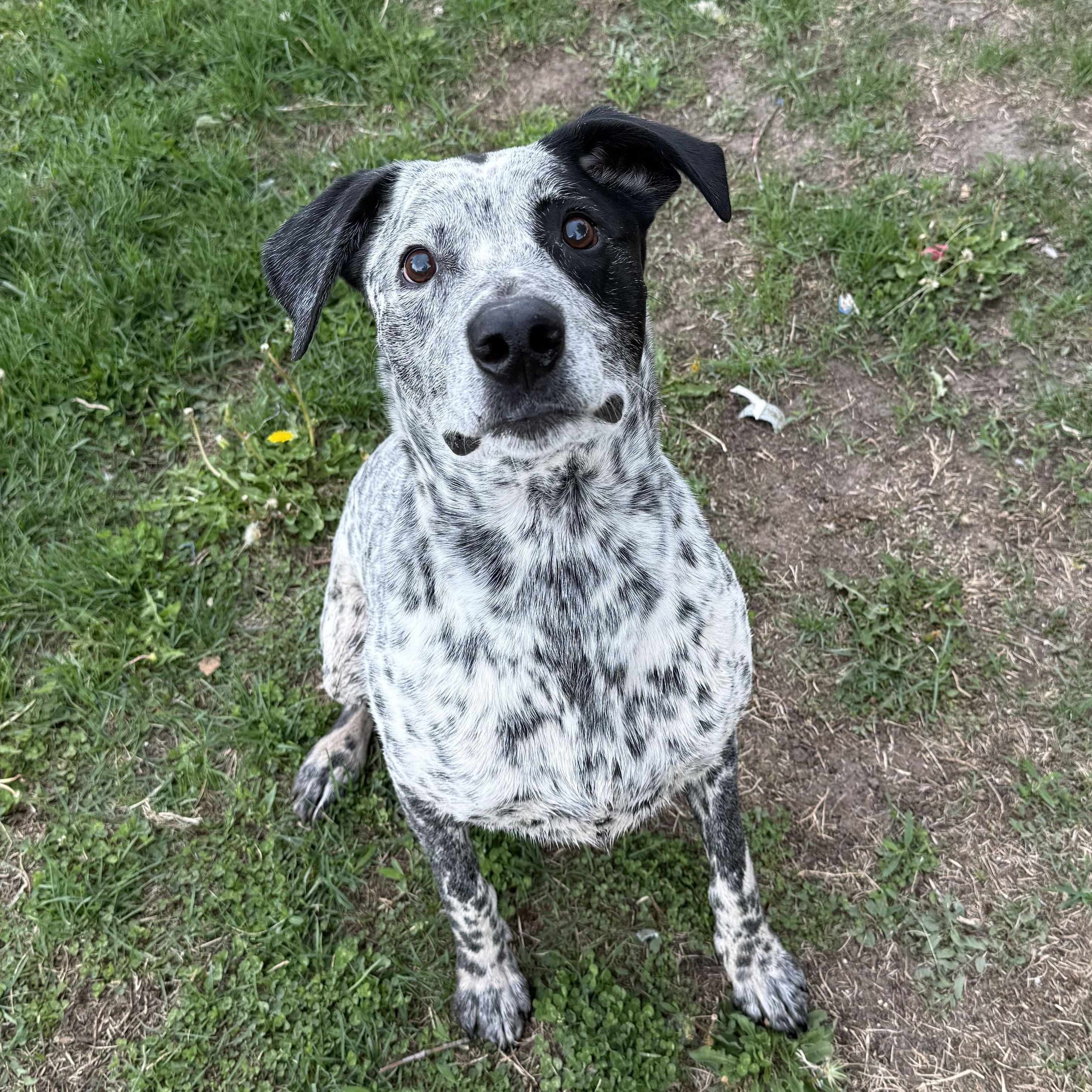 Enlarge Rowdy, a Adoptable mixed breed in Kearney, NE image 2/2