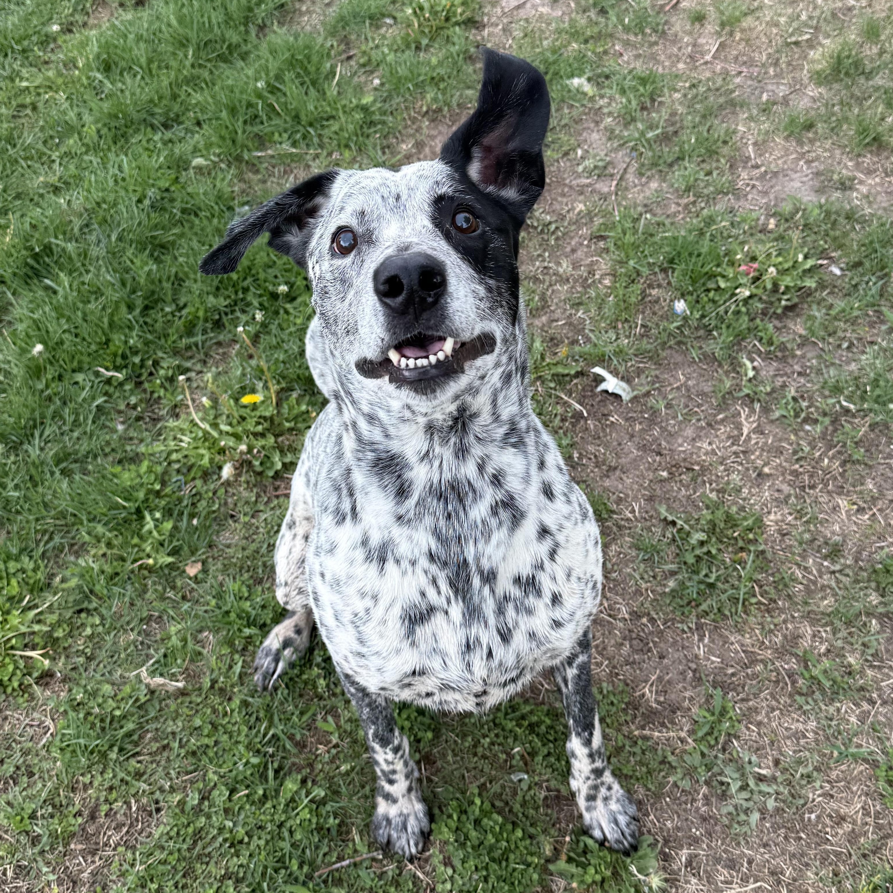 Enlarge Rowdy, a Adoptable mixed breed in Kearney, NE image 1/2
