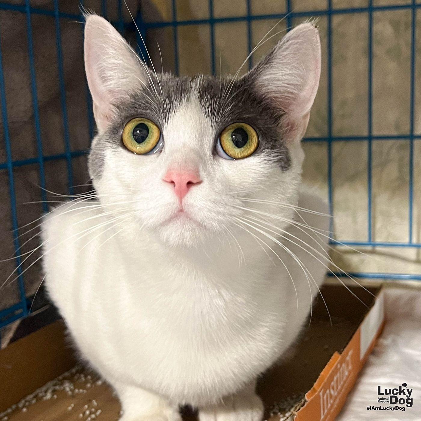 Idris, Adoptable, Young Female Domestic Short Hair.