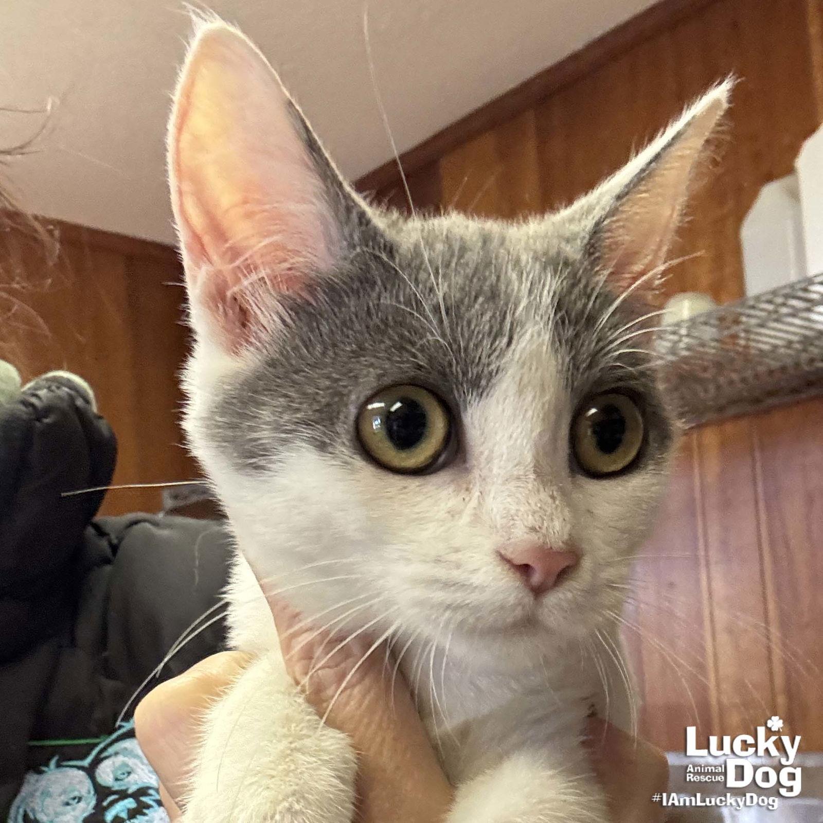 Enlarge Idris, a Adoptable Domestic Short Hair in Washington, DC image 1/3