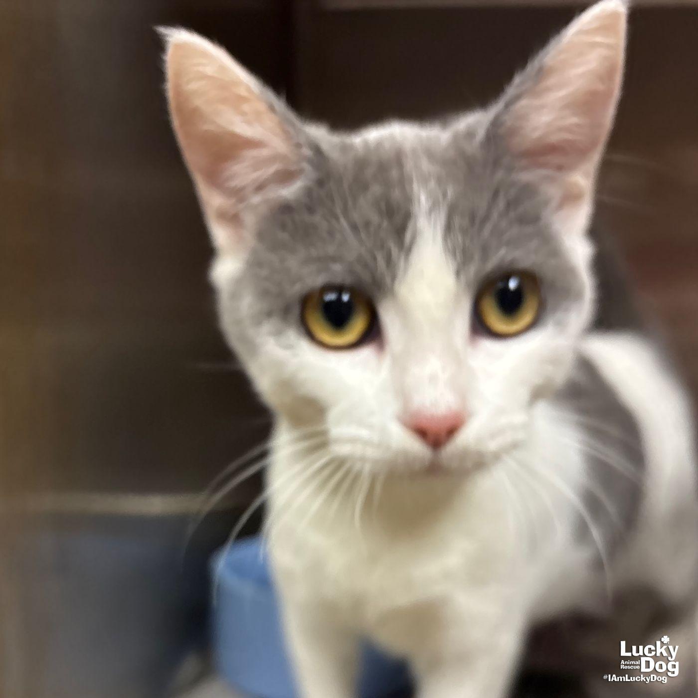 Enlarge Idris, a Adoptable Domestic Short Hair in Washington, DC image 2/3