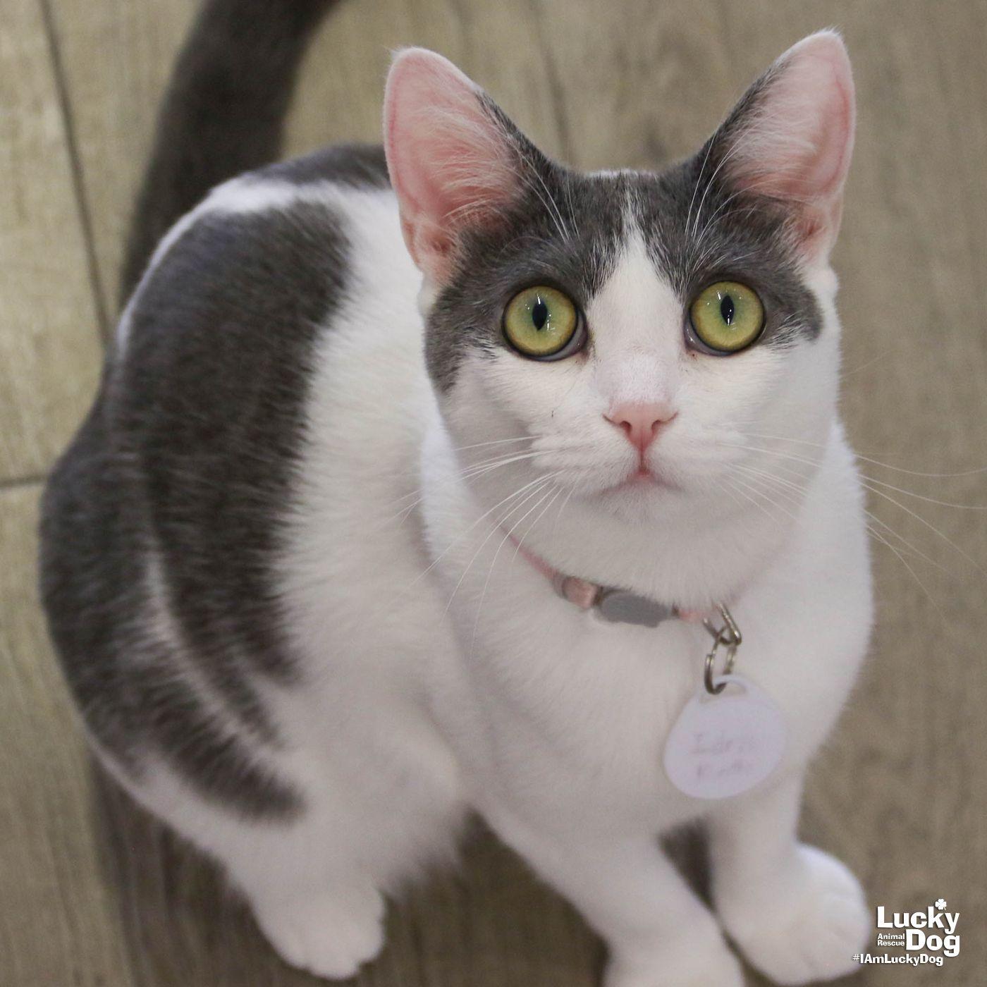 Idris, Adoptable, Young Female Domestic Short Hair.
