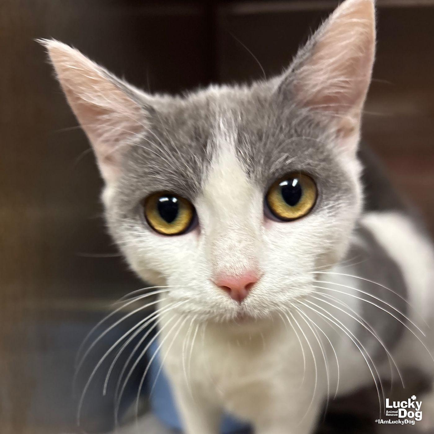 Enlarge Idris, a Adoptable Domestic Short Hair in Washington, DC image 3/3