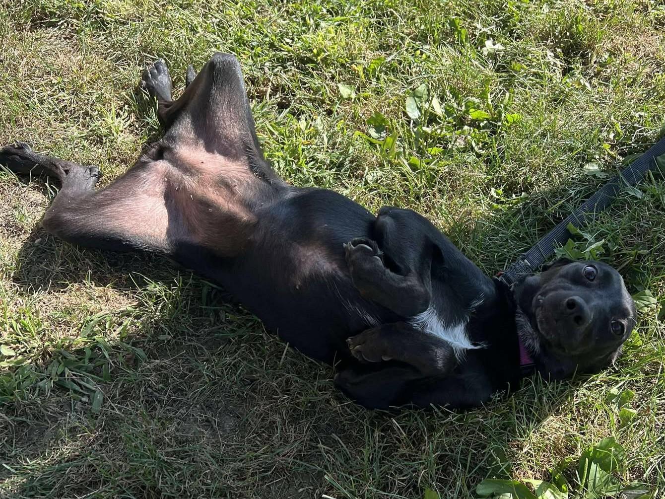 Enlarge Phyliss, a Adoptable mixed breed in Maryville, MO image 3/5