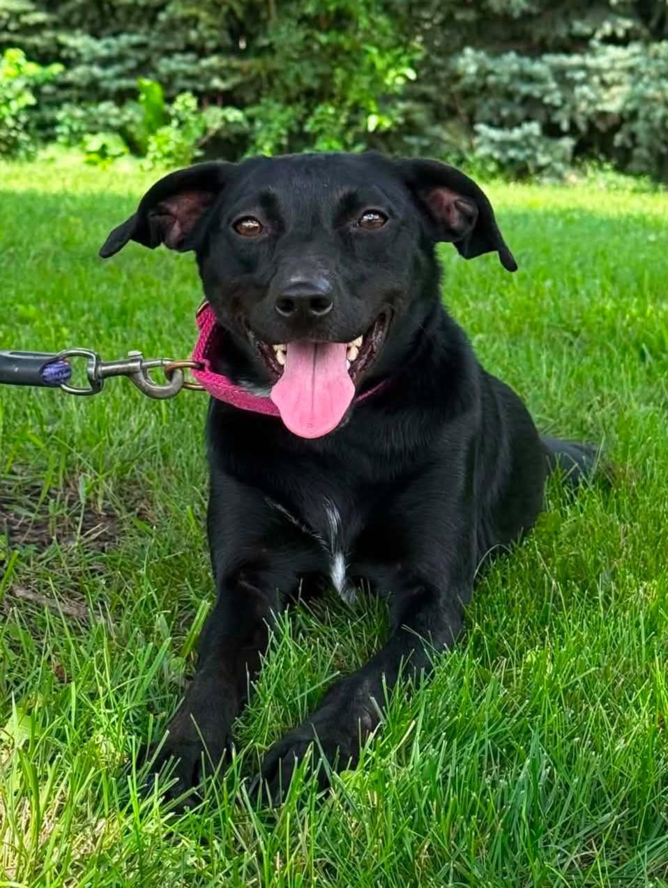 Phyliss (Obedience Trained), adoptable, Adult Female Terrier.