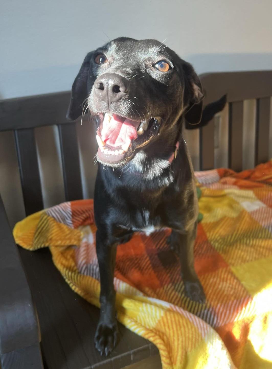 Phyliss, Adoptable, Adult Female Terrier.