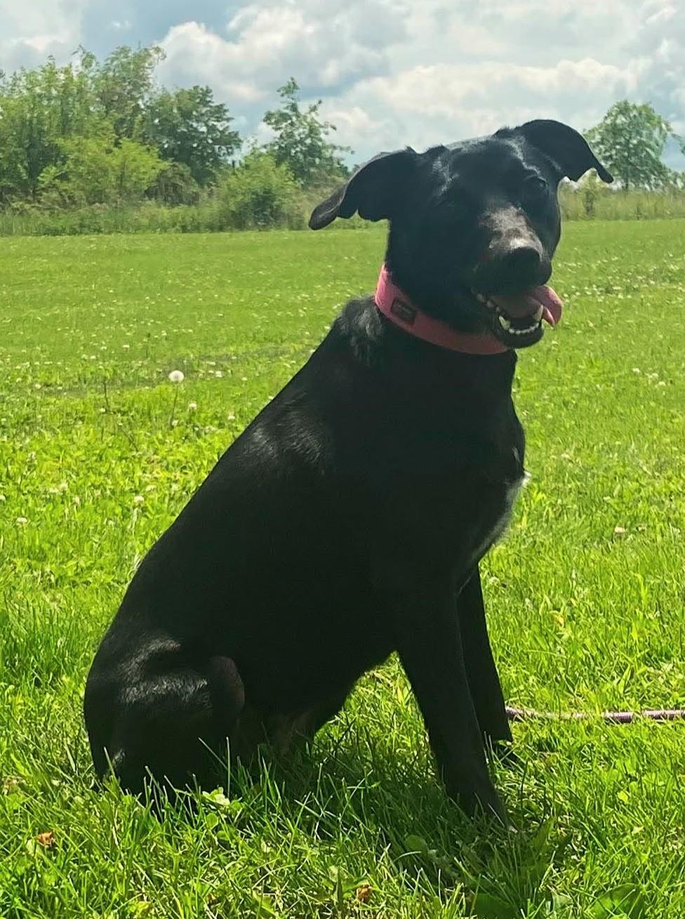Phyliss (Obedience Trained), an adoptable mixed breed in Maryville, MO image 2/6