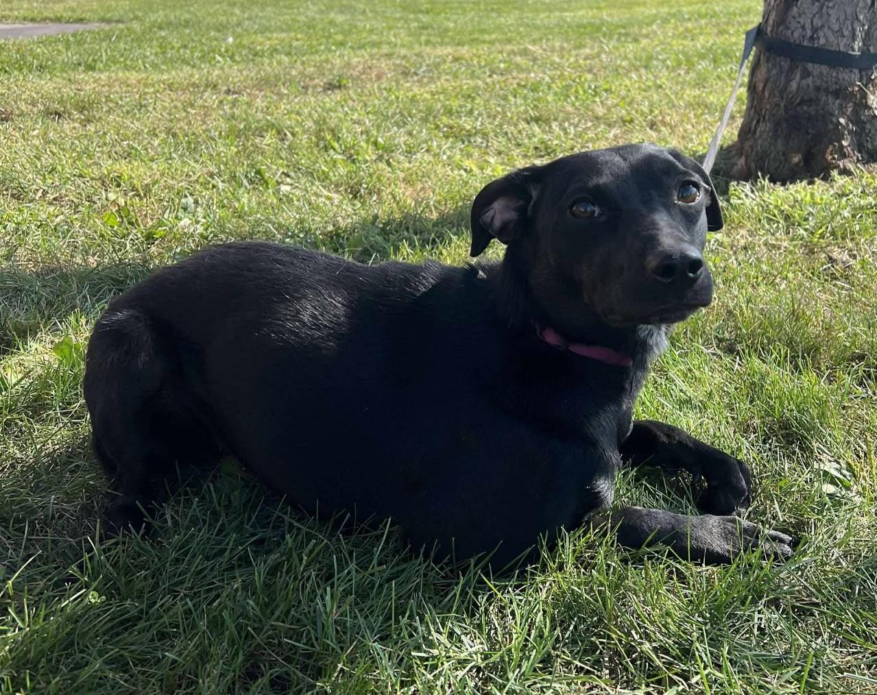 Enlarge Phyliss, a Adoptable mixed breed in Maryville, MO image 4/5