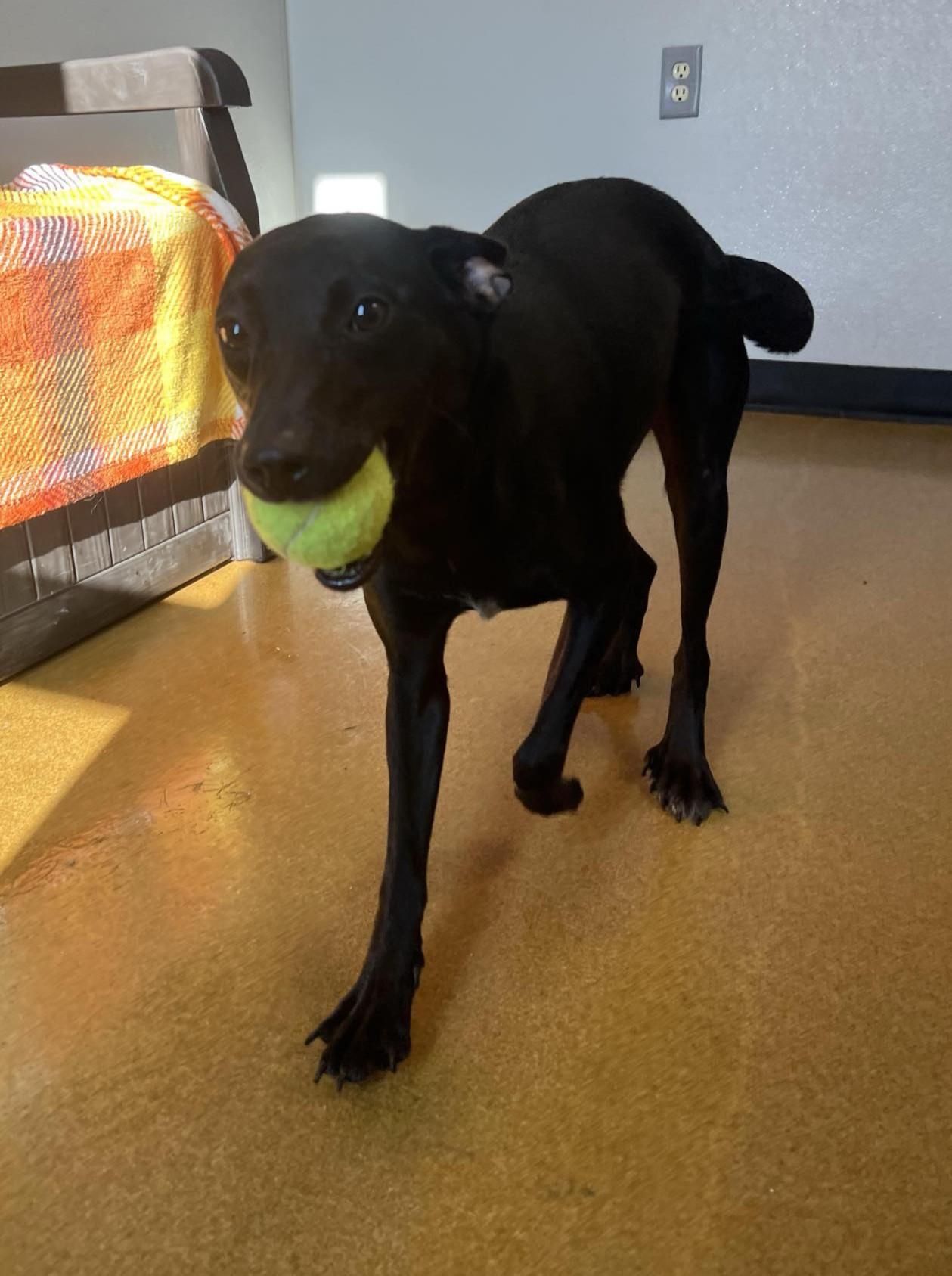 Enlarge Phyliss, a Adoptable mixed breed in Maryville, MO image 5/5