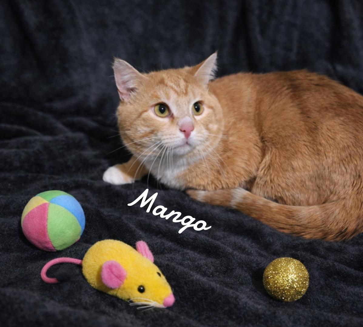 Enlarge Mango, a Adopted Domestic Short Hair in Naugatuck, CT image 1/1