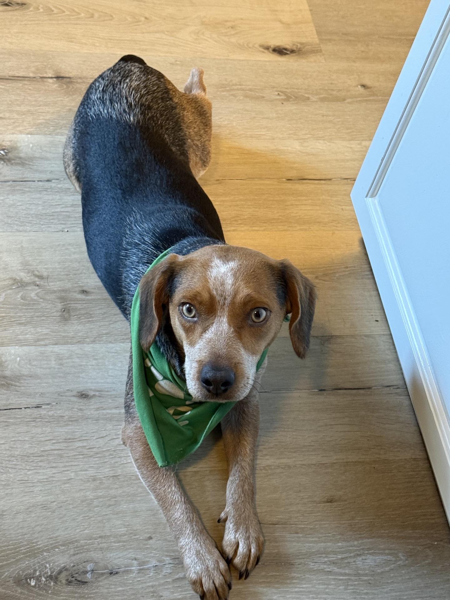 Hazel, ADOPTABLE, Young Female Beagle.