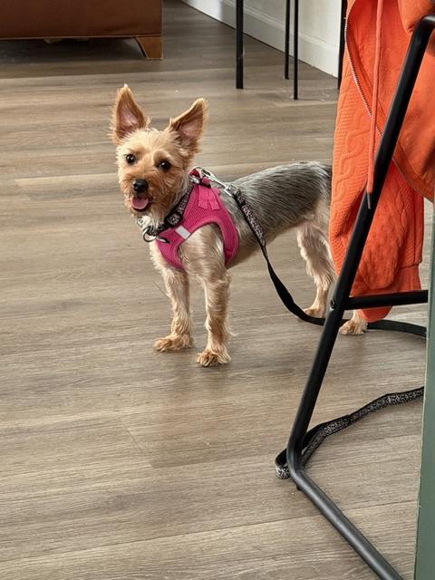 Enlarge Jane, a Adopted Yorkshire Terrier in vallejo, CA image 4/6