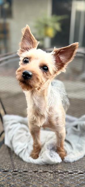 Jane, Adopted, Young Female Yorkshire Terrier.