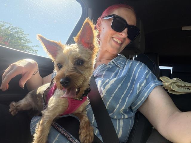 Enlarge Jane, a Adopted Yorkshire Terrier in vallejo, CA image 2/6