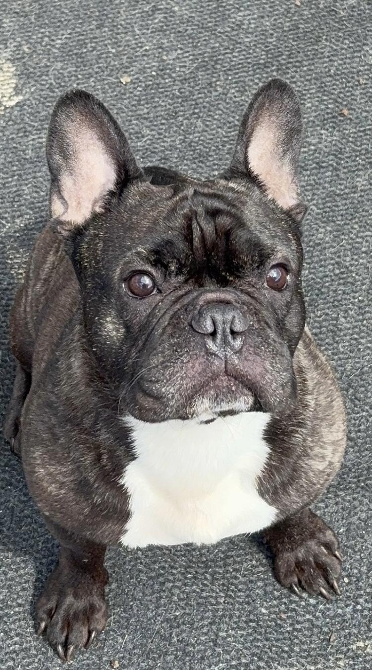 Bentley, Adoptable, Adult Male French Bulldog.