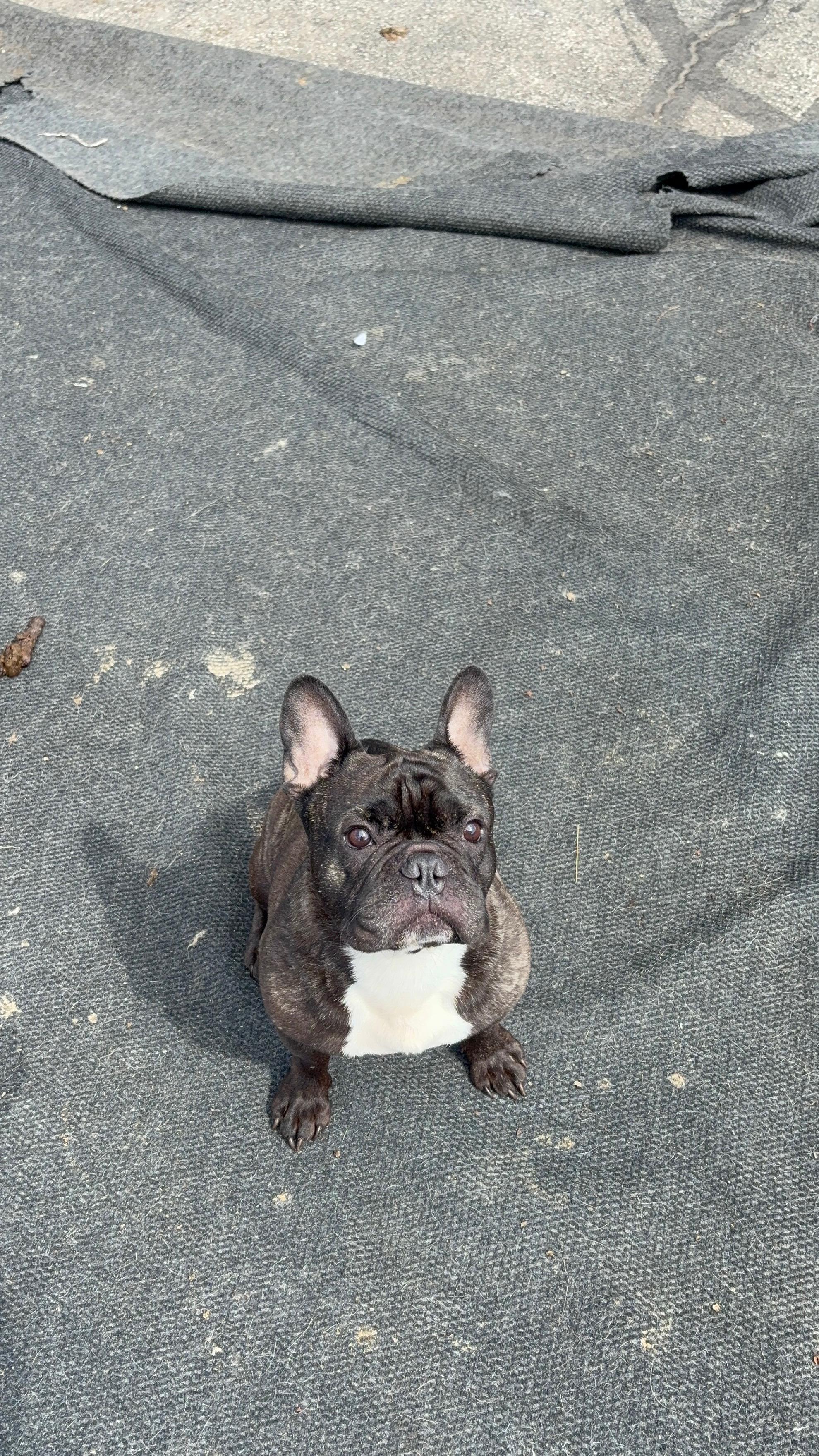 Enlarge Bentley, a Adoptable French Bulldog in Joliet, IL image 2/2