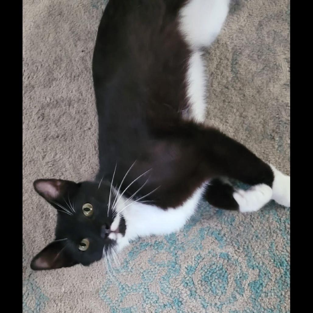 Mr. Muffin Man, adopted, Kitten Male Domestic Short Hair.