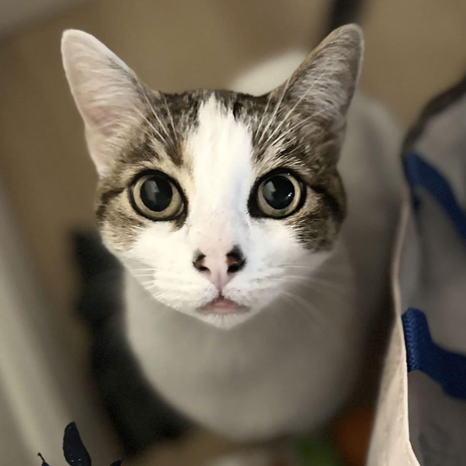 Enlarge Tinney (pronounced Tin-ey), a Adoptable Domestic Short Hair in Tampa, FL image 1/2