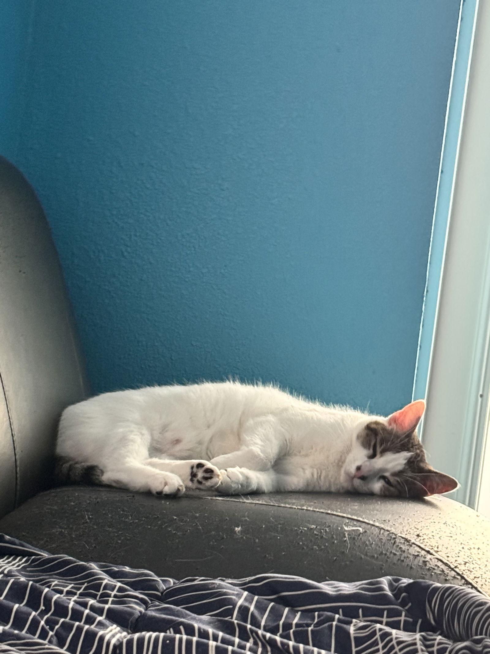 Enlarge Tinney (pronounced Tin-ey), a Adoptable Domestic Short Hair in Tampa, FL image 2/2