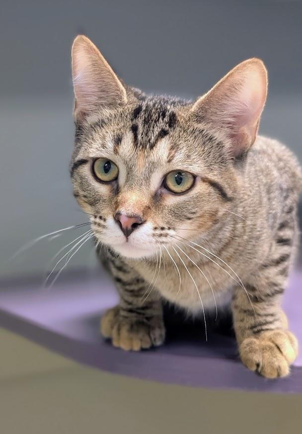 Enlarge Squirrel, a Adoptable mixed breed in Waupun, WI image 2/4