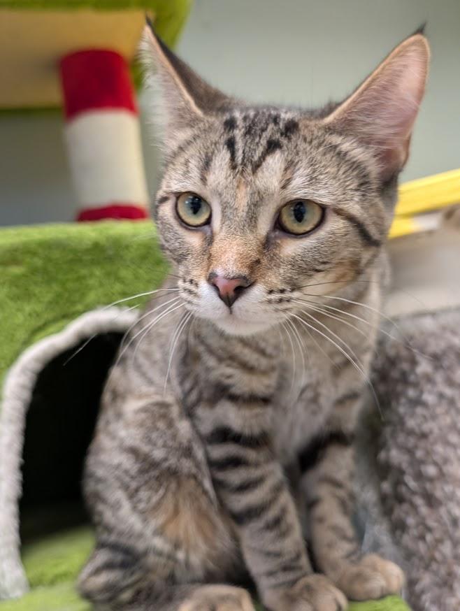 Enlarge Squirrel, a Adoptable mixed breed in Waupun, WI image 3/4