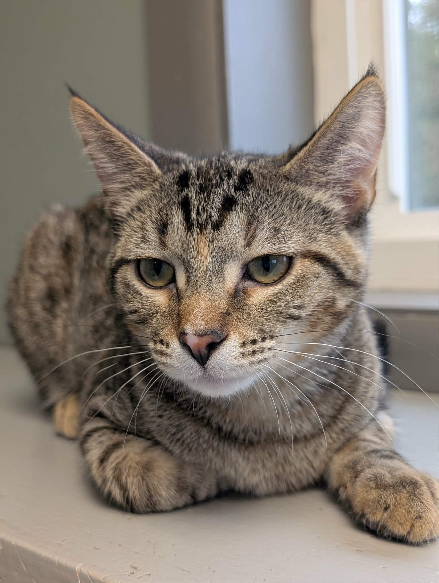 Enlarge Squirrel, a ADOPTABLE mixed breed in Waupun, WI image 3/4