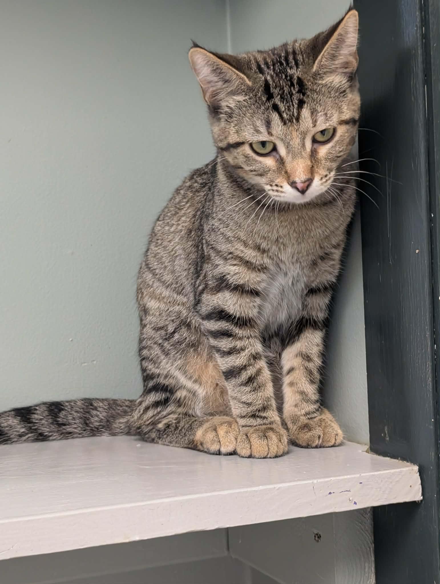 Squirrel, ADOPTABLE, Young Female Domestic Short Hair.