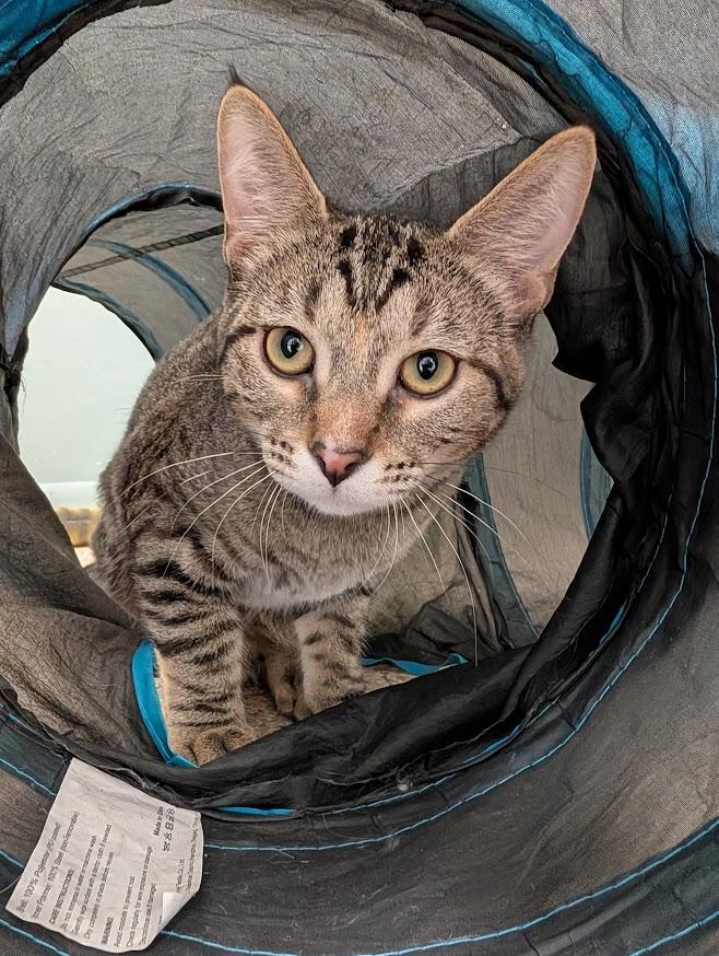 Squirrel, Adoptable, Young Female Domestic Short Hair.