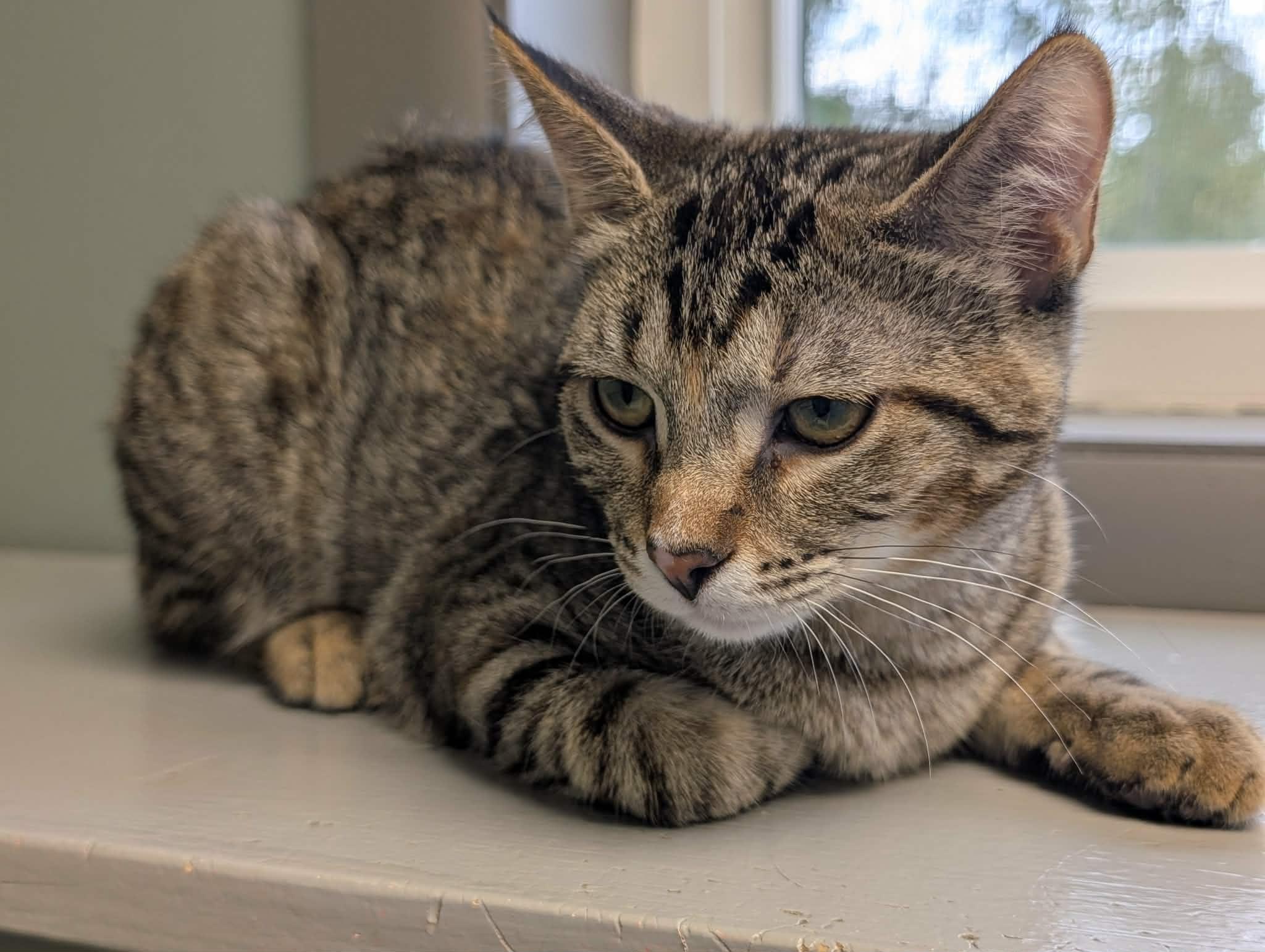 Enlarge Squirrel, a ADOPTABLE mixed breed in Waupun, WI image 2/4