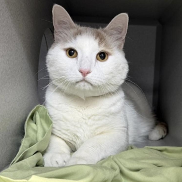 Enlarge Bo, a ADOPTABLE Domestic Short Hair in New York, NY image 2/2