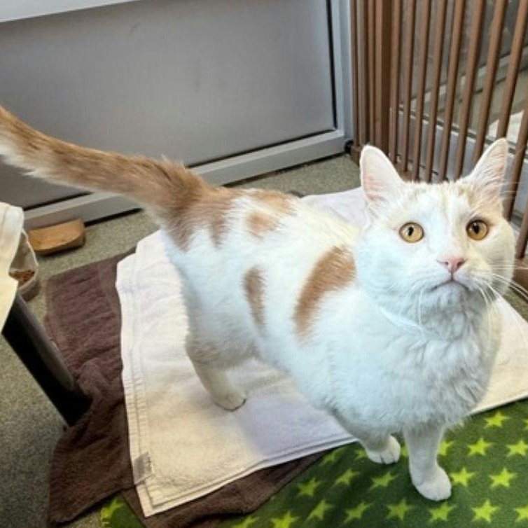 Bo, ADOPTABLE, Senior Male Domestic Short Hair.