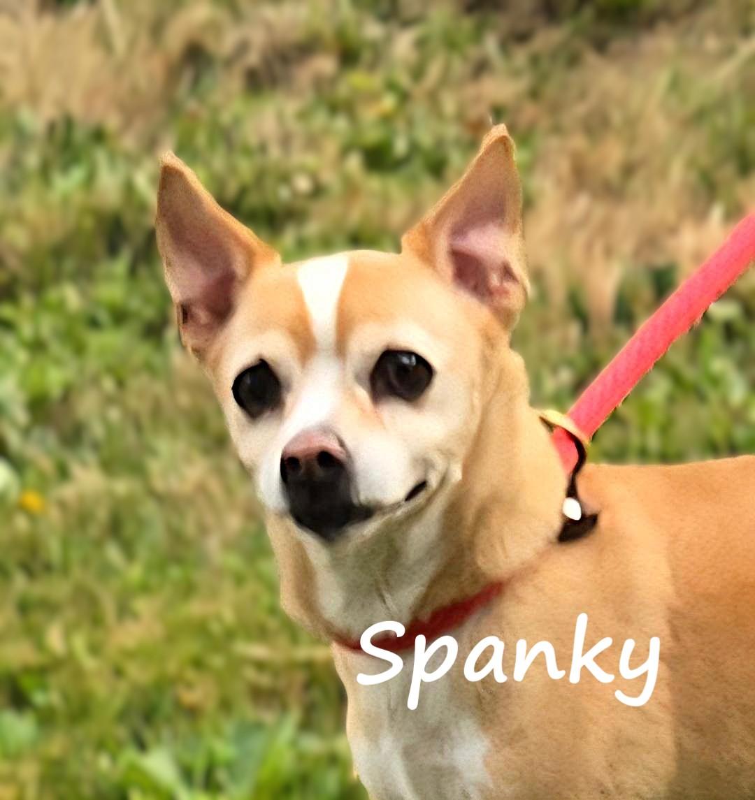 Spanky & Lolita - bonded pair to be adopted together