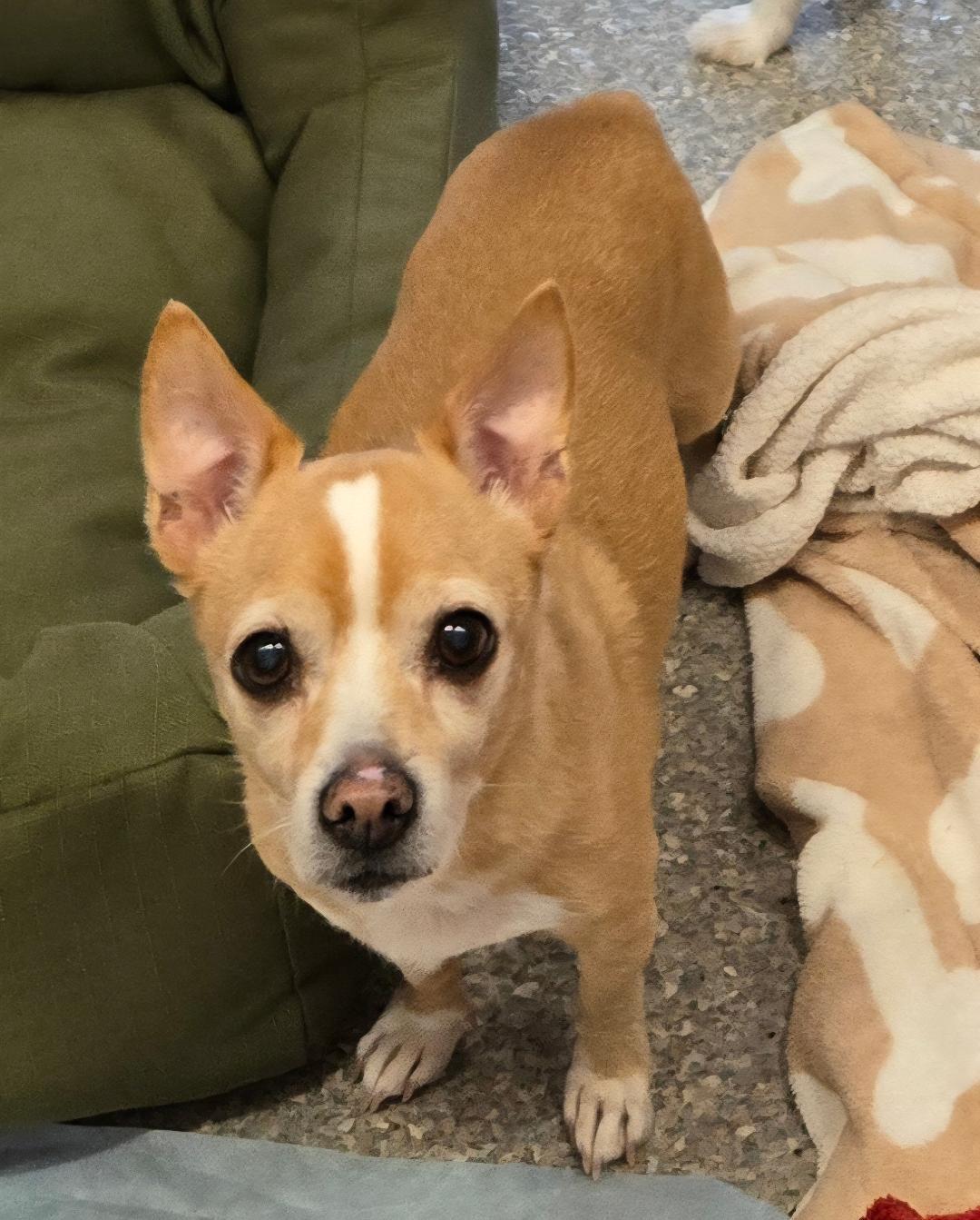 Spanky & Lolita - bonded pair to be adopted together