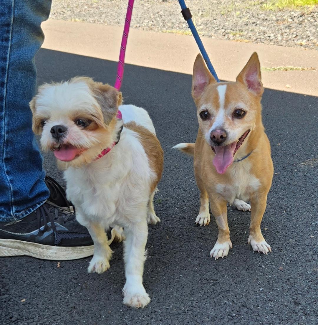 Spanky & Lolita - bonded pair to be adopted together