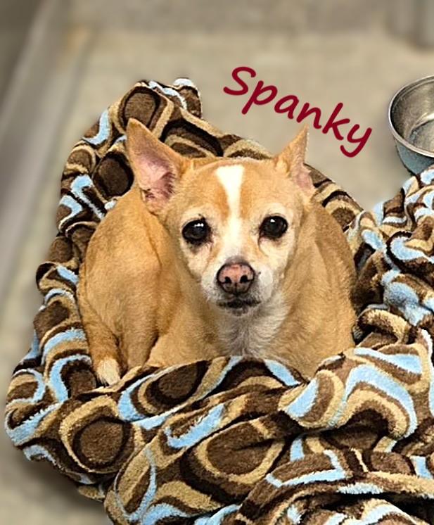 Spanky & Lolita - bonded pair to be adopted together