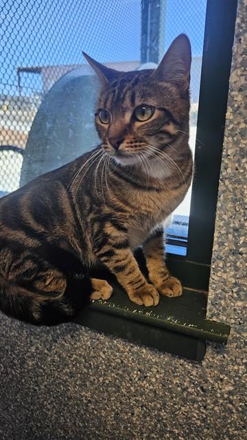 Enlarge JIXI, a Adoptable Domestic Short Hair in Paradise, CA image 1/1