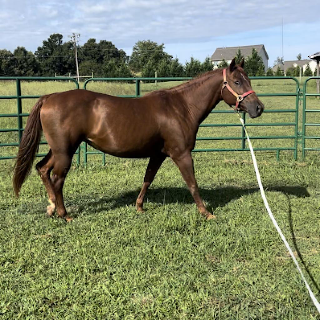 Enlarge Cinnamon, a Adoptable Quarterhorse in Stokesdale, NC image 1/1
