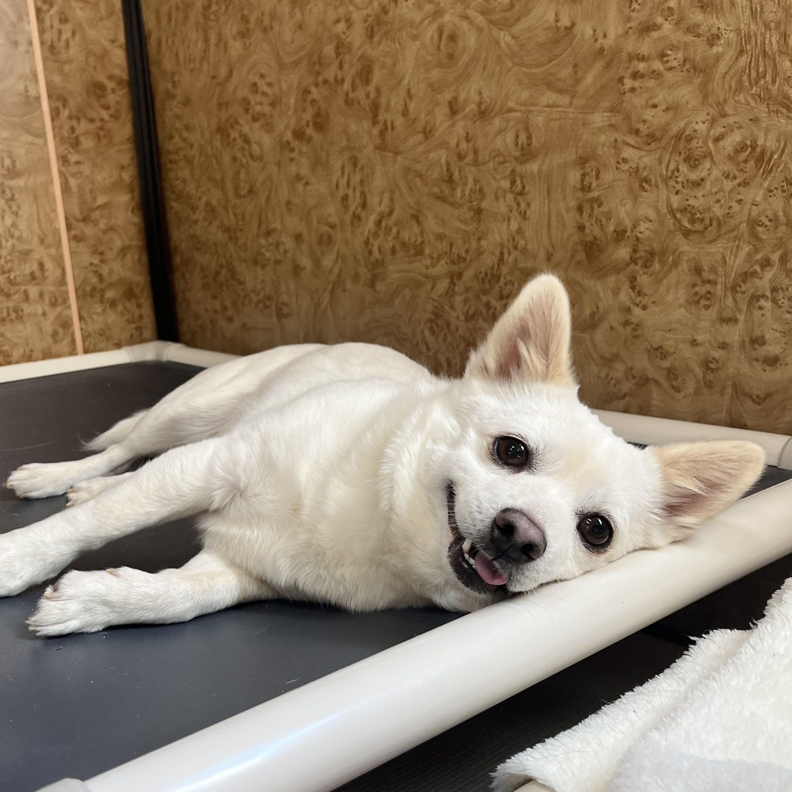 Enlarge DALSU", an adopted mixed breed in Springfield, VA image 2/6