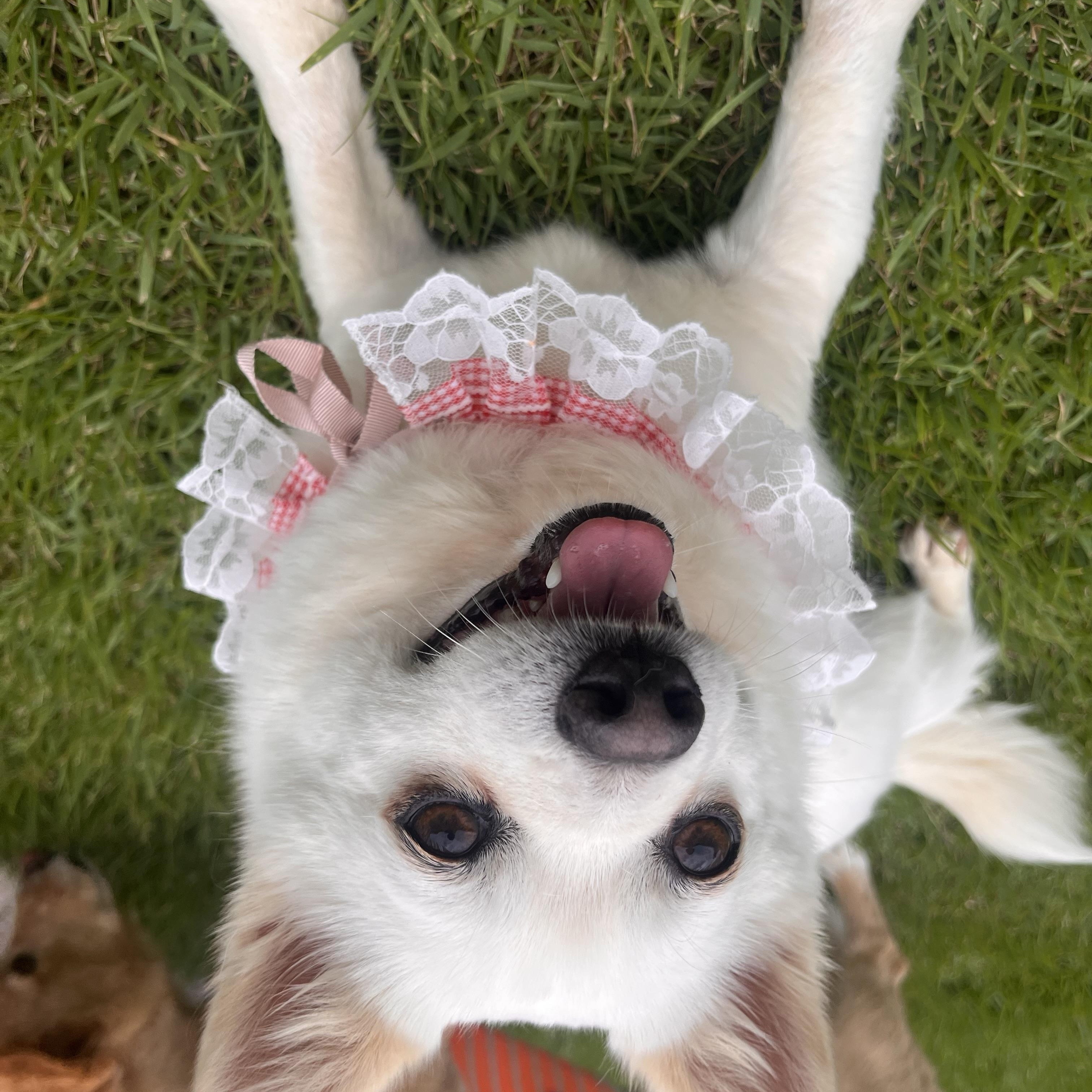 Enlarge DALSU", an adopted mixed breed in Springfield, VA image 6/6