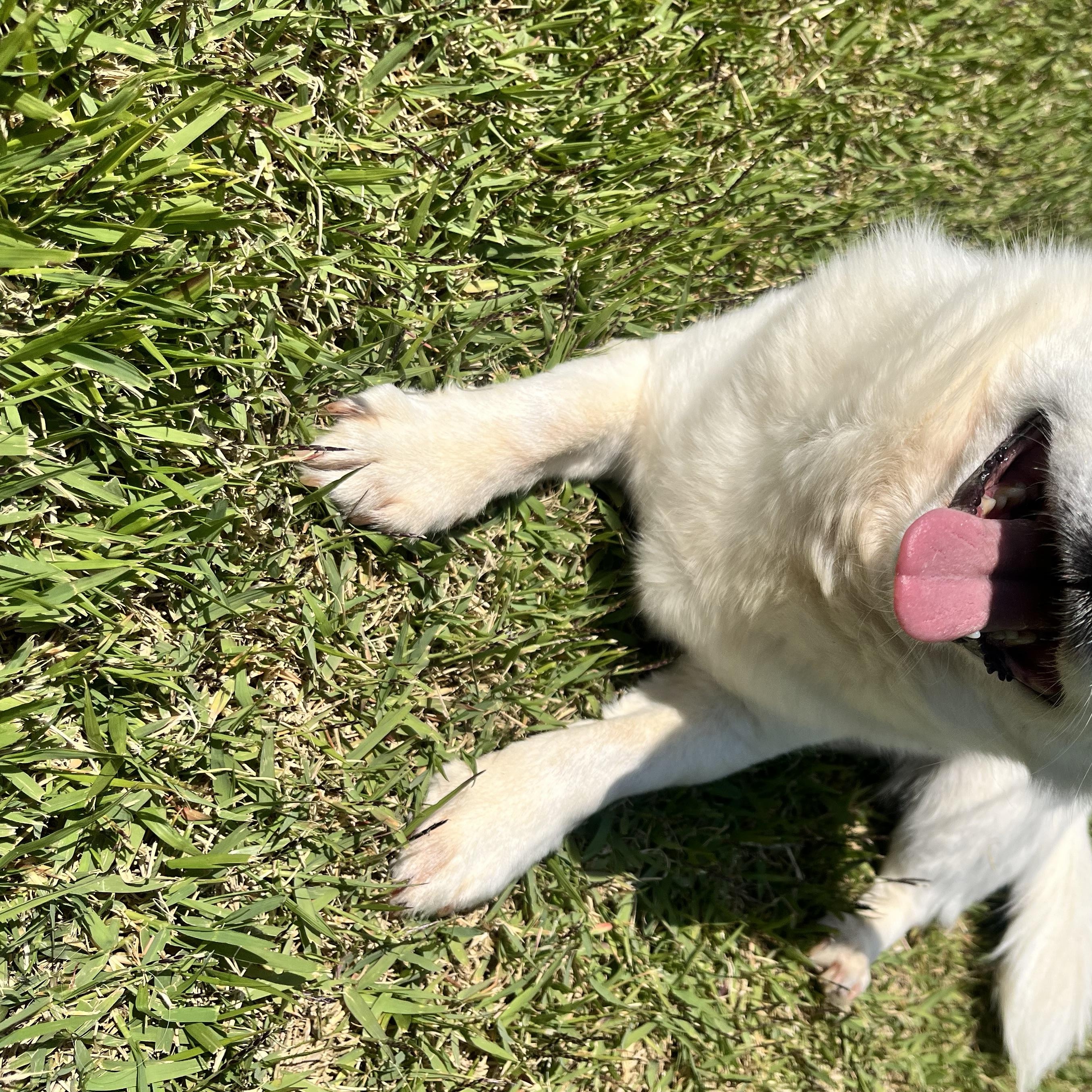Enlarge DALSU", an adopted mixed breed in Springfield, VA image 5/6